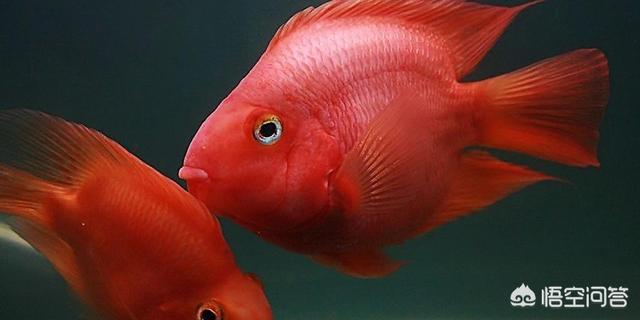 带狗进店咬死鹦鹉,带狗进店咬死鹦鹉好不好