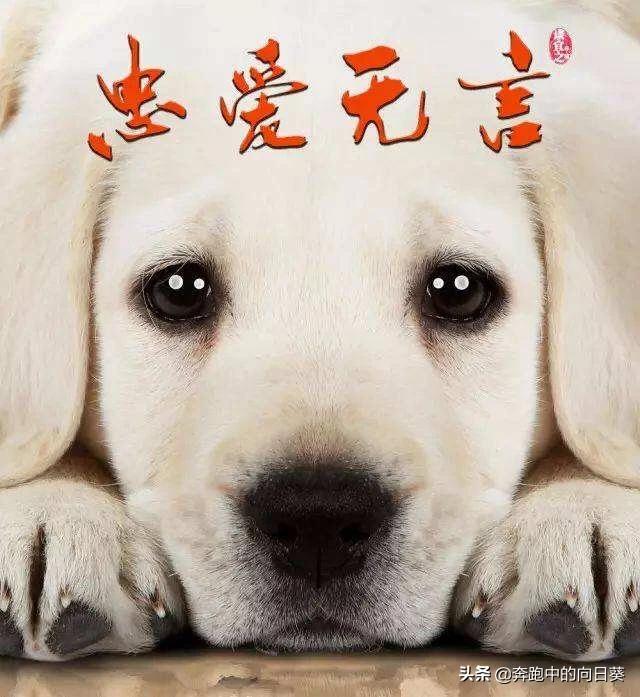 男子当街砍死哈士奇,如何看待网友曝料“男友以病毒之名将我养了2年的哈士奇偷杀了”？