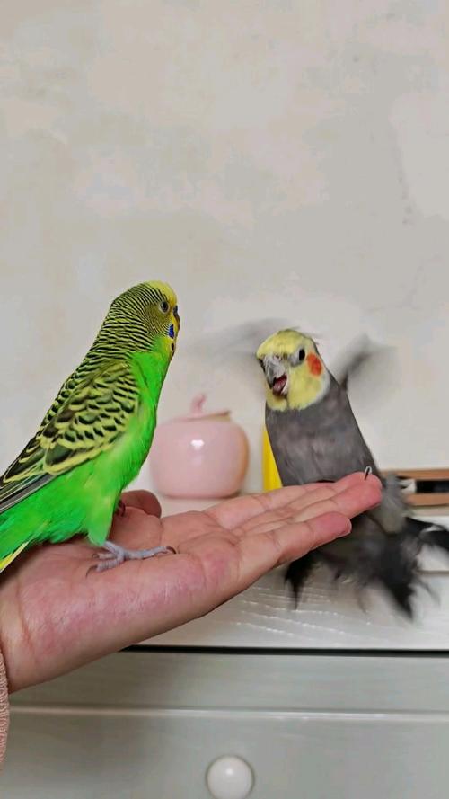 带狗进店咬死鹦鹉,虎皮鹦鹉为什么咬死自己的宝宝?