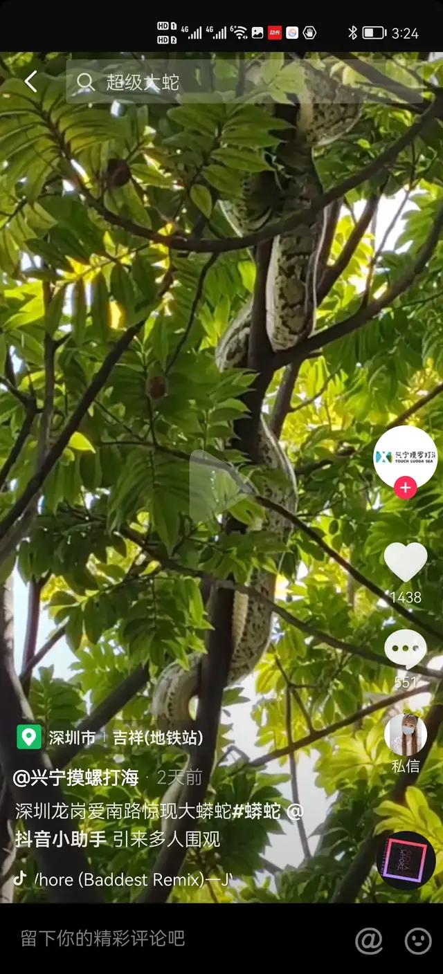 深圳公园现巨型毒蛇,深圳惊现十多斤蟒蛇！和眼镜王蛇比较，同是3米，谁的杀伤力强？