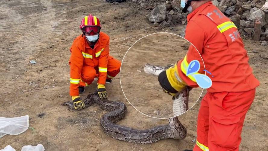 深圳公园现巨型毒蛇,深圳公园现巨型毒蛇事件