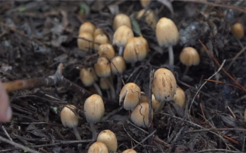 西安遍地长蘑菇,西安哪里可以采蘑菇?