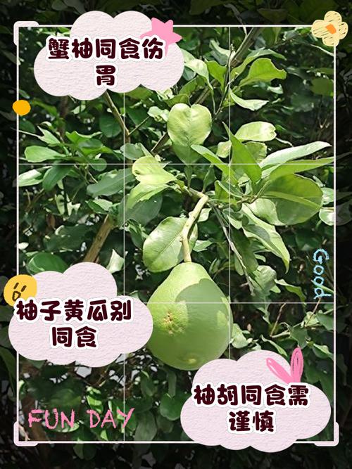 吃剩的柚子皮不要丢,柚子吃不完放冰箱里行不行?