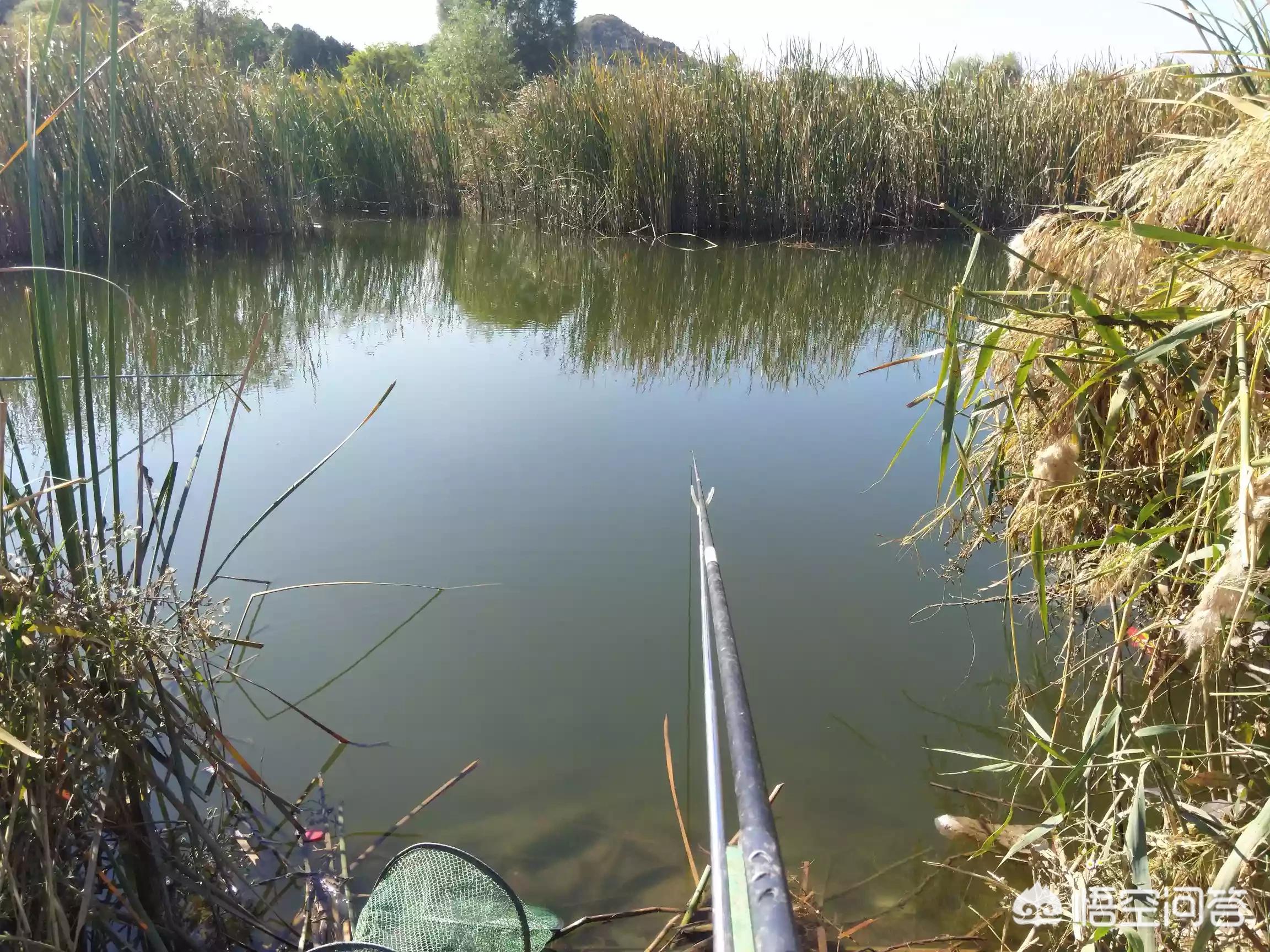 小伙抛竿救落水女童,海竿落水和落底位置? 小伙抛竿救落水女童,海竿落水和落底位置?