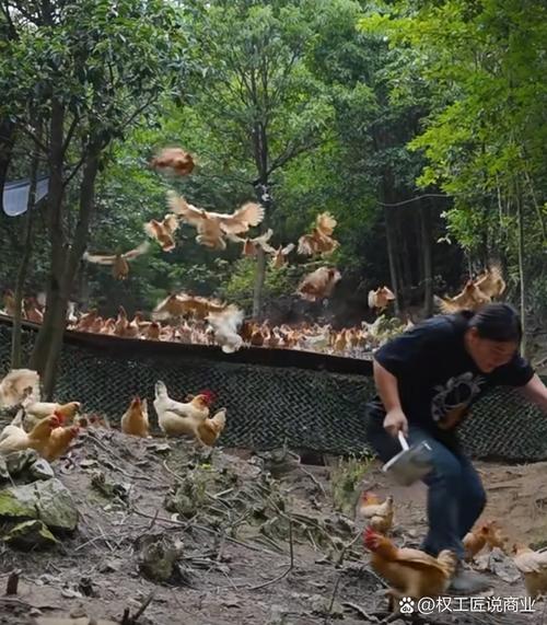 老板用土鸡奖励员工,老板用土鸡奖励员工怎么说