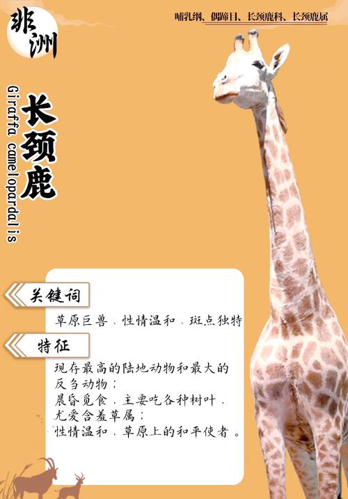 长颈鹿脑袋被卡护栏,长颈鹿被撞掉头