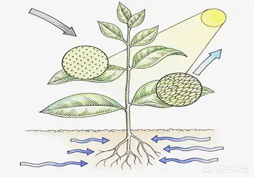 温室气体浓度创新高,温室气体浓度创新高的原因
