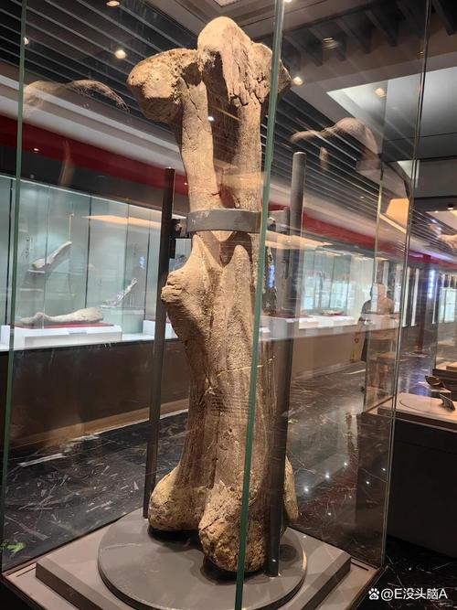 济南现恐龙形状大树,济南市哪个博物馆有恐龙化石?