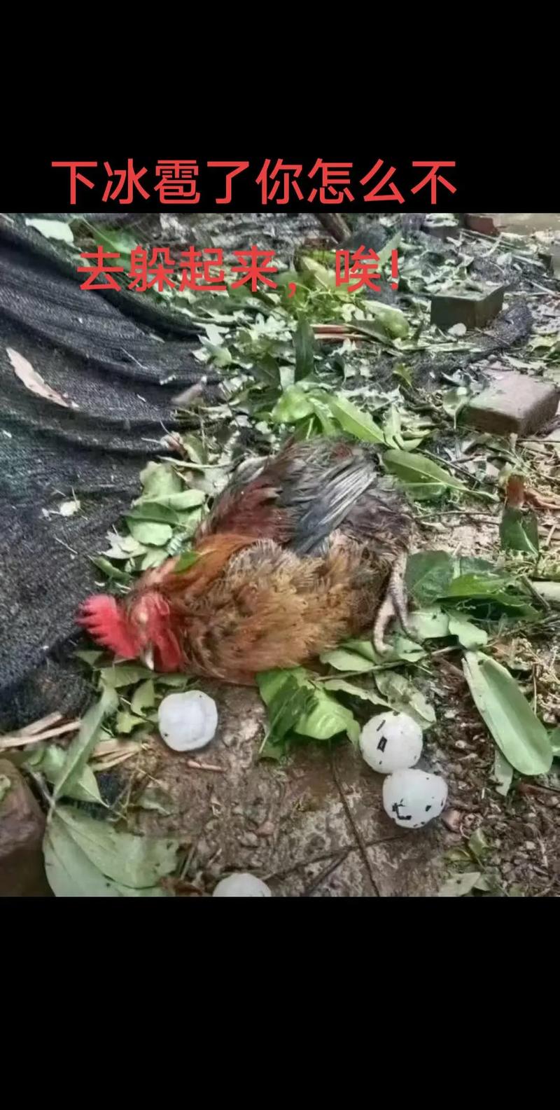 遭自家斗鸡攻击致死,斗鸡养殖中,怎样预防斗鸡雏鸡死亡?