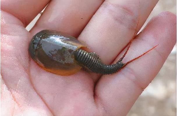 转运车向河里倒垃圾,转运竹水里长虫子怎么办?