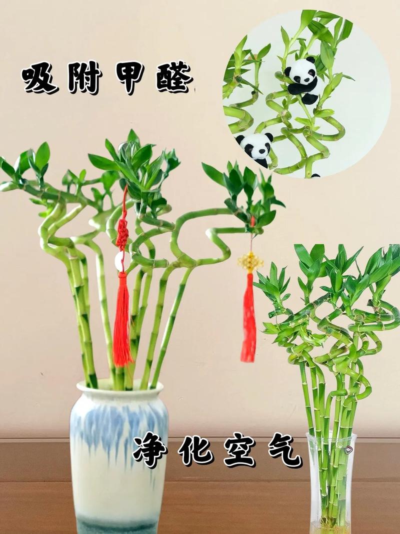 转运车向河里倒垃圾,水养的转运竹应该在水里加什么营养液?