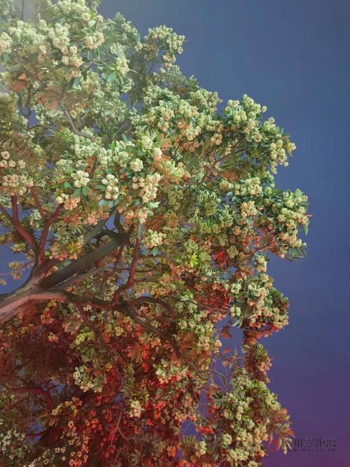糖胶树开花气味不同,糖胶树开花气味不同的原因