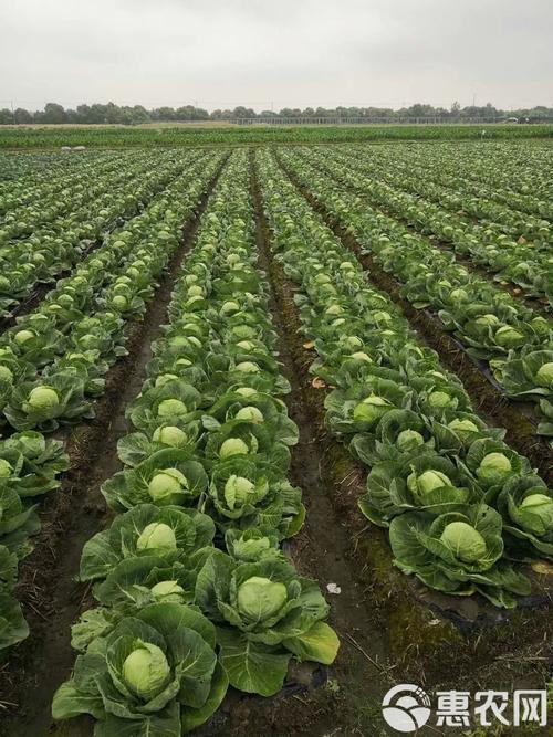 自驾到内蒙捡蔬菜,内蒙适合种哪种蔬菜?