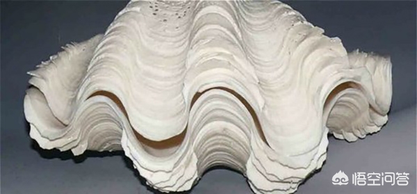 用一身伤换回一条命,传说在东汉时期,一块砗磲换回了周文王的命,是真是假? 用一身伤换回一条命,传说在东汉时期,一块砗磲换回了周文王的命,是真是假?