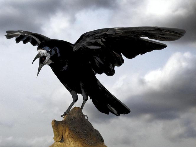 山西惊现乌鸦满天飞,乌鸦满天飞的原因?