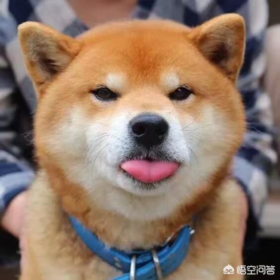 男子训练狗撕咬人,6岁男童被两只狗撕咬缝80多针,男童家属刑事控告狗主人,狗主人是否会被追究刑事责任? 男子训练狗撕咬人,6岁男童被两只狗撕咬缝80多针,男童家属刑事控告狗主人,狗主人是否会被追究刑事责任?