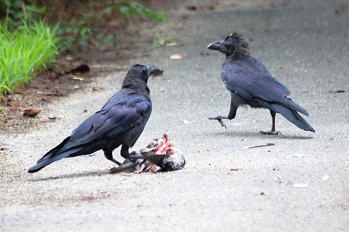 山西惊现乌鸦满天飞,农村乌鸦满天飞是什么现象?