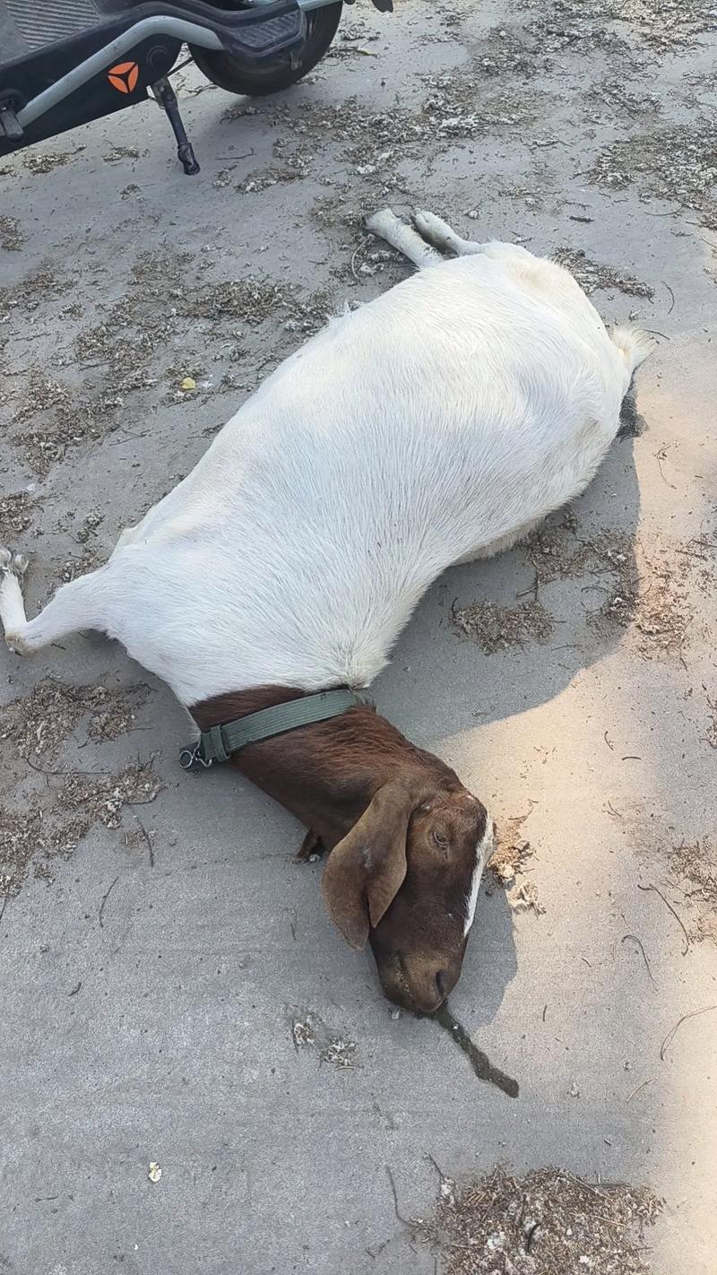 1000多只羊堵在路上,1000多只羊堵在路上怎么办