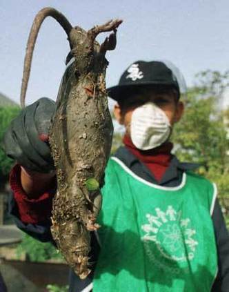 日本街头老鼠成群,日本街头老鼠成群视频