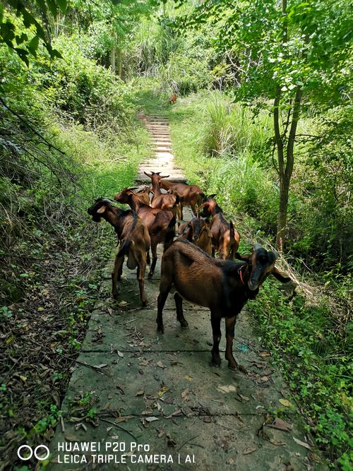 1000多只羊堵在路上,山羊奶有整块堵奶了怎么办?