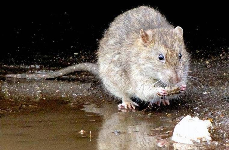 日本街头老鼠成群,找一部90年代初播放的小老鼠的动画片,忘了是欧美的还是日本的?