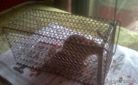 日本街头老鼠成群,找一部90年代初播放的小老鼠的动画片,忘了是欧美的还是日本的? 日本街头老鼠成群,找一部90年代初播放的小老鼠的动画片,忘了是欧美的还是日本的?