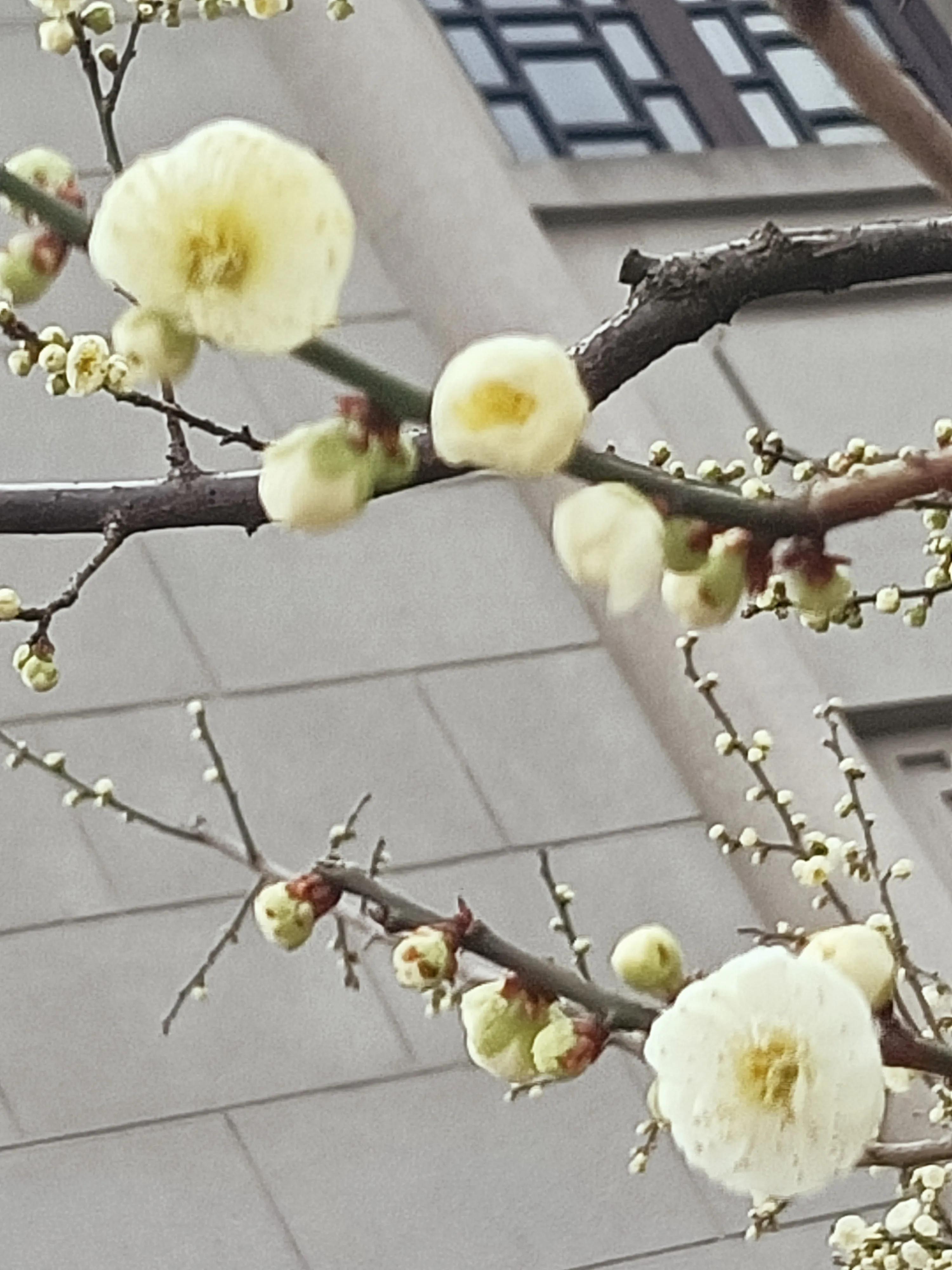 22个城市创气温新低,今早杭州最低气温创下2月以来新低!但看到它们来了,你觉得春天还会远吗? 22个城市创气温新低,今早杭州最低气温创下2月以来新低!但看到它们来了,你觉得春天还会远吗?