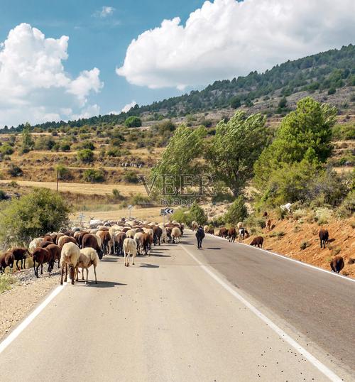 1000多只羊堵在路上,