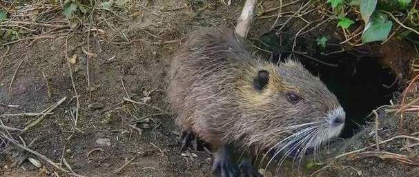 日本街头老鼠成群,五鼠闹东京是真的老鼠吗?