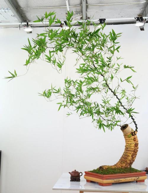菲要与华合作管控,菲黄竹盆景的养殖方法?