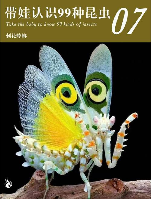 修剪的树枝竟是螳螂,全身像木头的颜色的螳螂叫什么?