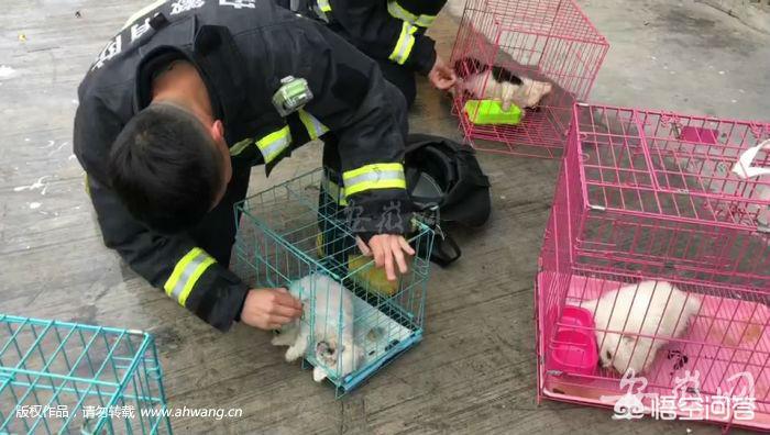 宠物店起火宠物全死,宠物店失火 宠物店起火宠物全死,宠物店失火