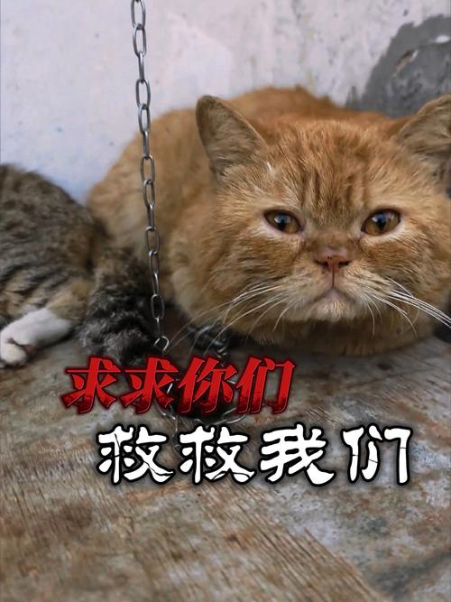 撞死流浪猫剧组致歉,撞死流浪猫违法吗