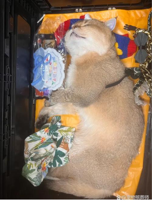 宠物店起火宠物全死,合肥一家宠物店失火,暖心消防员抢救出20多只小动物,你怎么看?