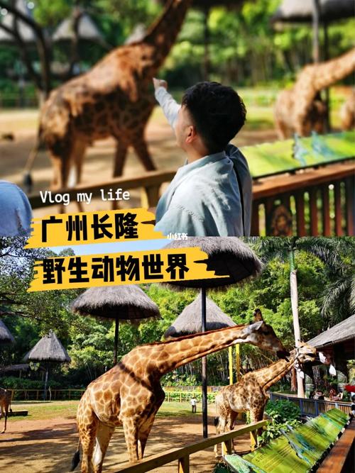 动物园花5万招司机,动物园招聘230一天