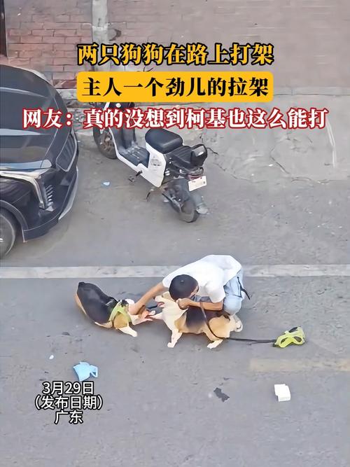 牵绳遛狗时被殴打,牵绳遛狗时被殴打怎么处理