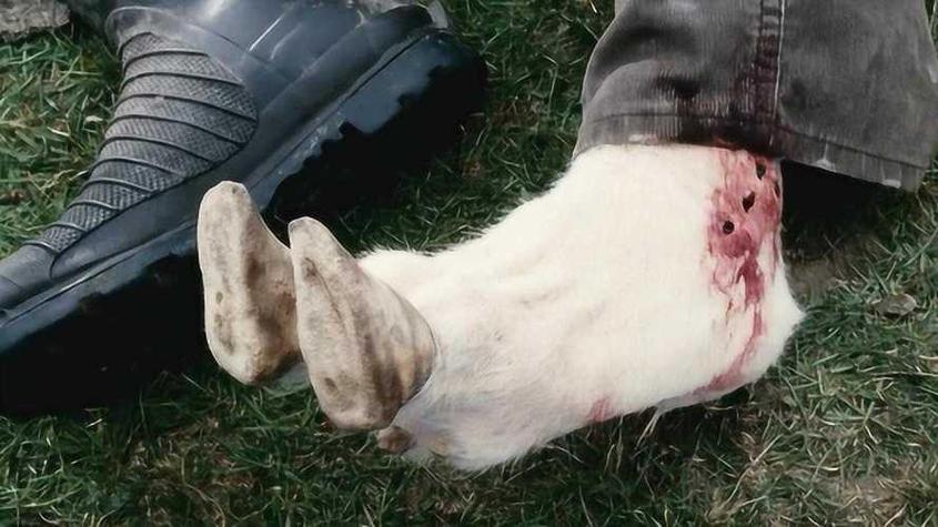 肉毒中毒险丧命,我公羊中毒快死了,一堆肉不想浪费请问我吃中毒的羊肉应该没事吧?