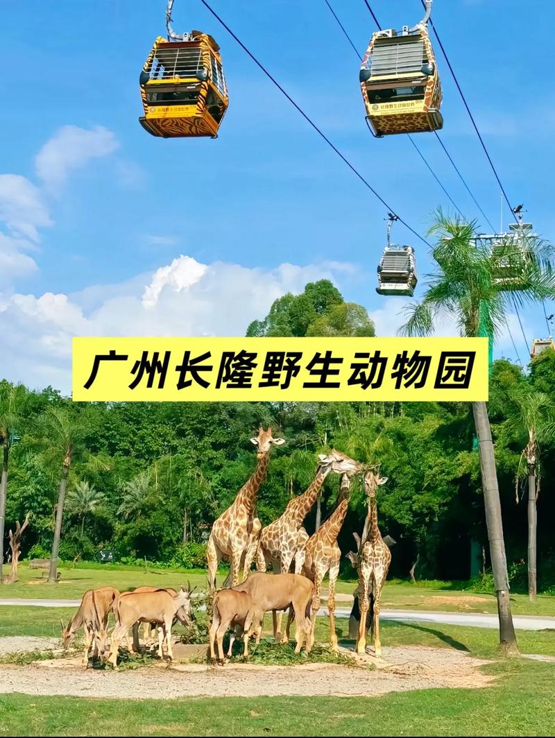 动物园花5万招司机 ,长隆野生动物园有必要开车进去吗?