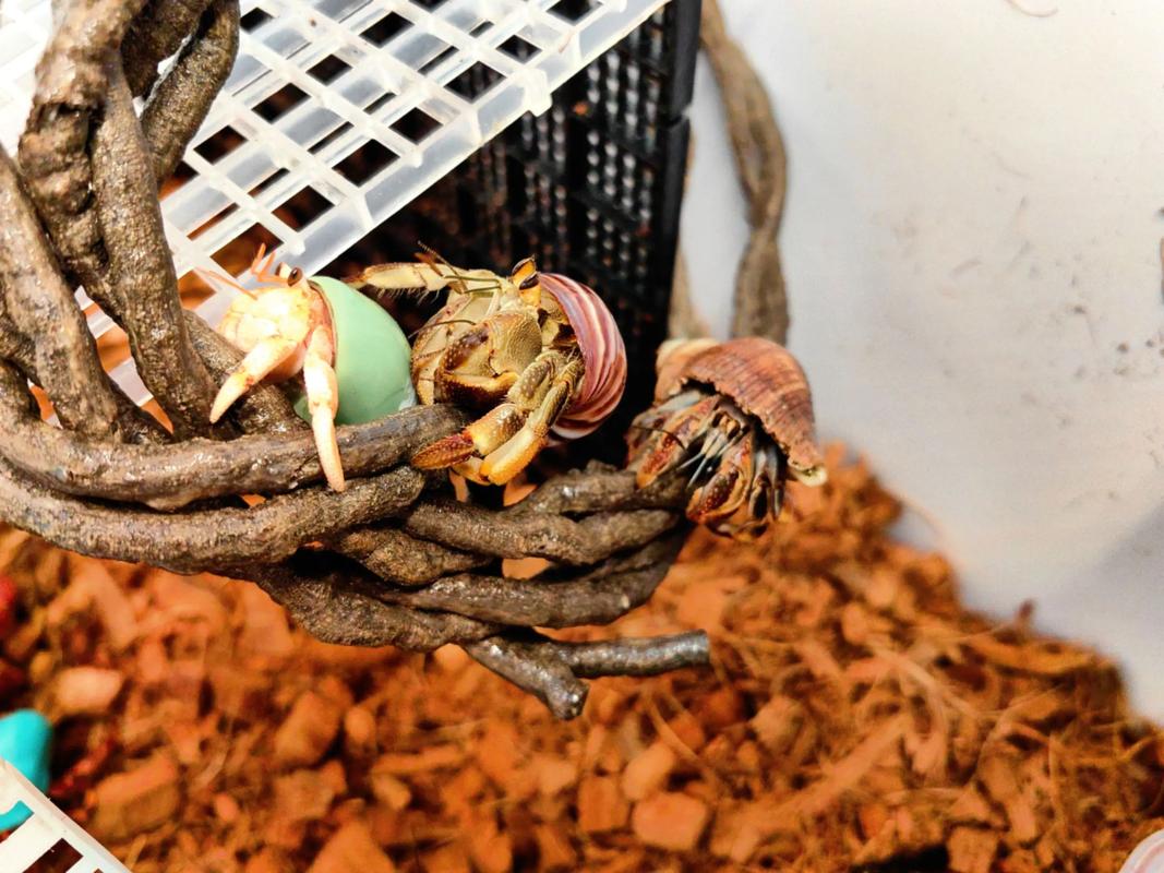 蟹藏车内2年才取出,小螃蟹跑到车里了怎么引它出来?