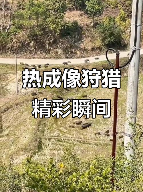 动物遭无人机射杀,无人机是由什么动物启发?