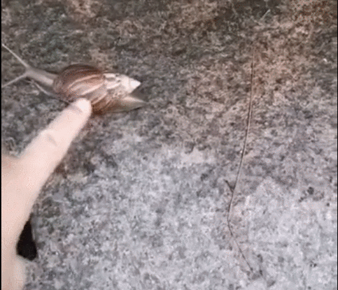 戴隐形洗澡染寄生虫,今天下雨,我骑的电瓶车,很多雨水进入戴隐形眼镜的眼睛里!会不会长寄生虫啊?