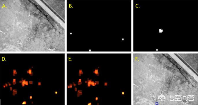 动物遭无人机射杀,佛系动物不爱现，无人机能否高效找到藏身树林中考拉？