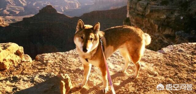 世界市长对话郑州,狗狗即将离世,美国市长不顾一切带着它再看一眼这个世界,你怎么看这件事? 世界市长对话郑州,狗狗即将离世,美国市长不顾一切带着它再看一眼这个世界,你怎么看这件事?