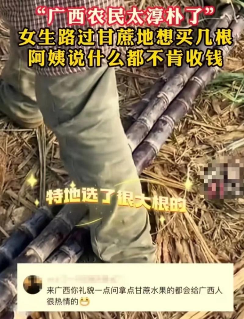 可偷甘蔗地已收6千,偷甘蔗犯法吗