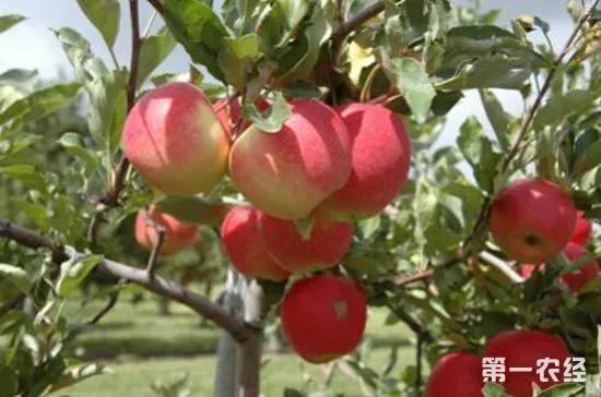 可偷甘蔗地已收6千,偷甘蔗犯法吗 可偷甘蔗地已收6千,偷甘蔗犯法吗