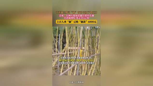 可偷甘蔗地已收6千,偷甘蔗怎么发朋友圈?
