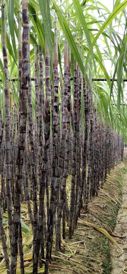 可偷甘蔗地已收6千,偷3根甘蔗可以立案吗?