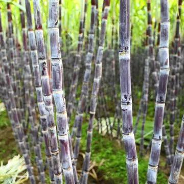 可偷甘蔗地已收6千,偷3根甘蔗可以立案吗? 可偷甘蔗地已收6千,偷3根甘蔗可以立案吗?