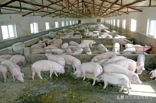 北方又降4到10度,生猪价格跌出新高度,行情大跌55.5%,北方跌成重灾区,咋解释? 北方又降4到10度,生猪价格跌出新高度,行情大跌55.5%,北方跌成重灾区,咋解释?