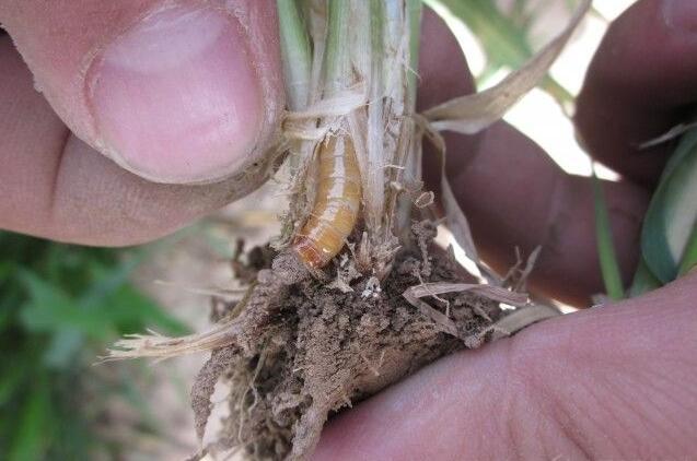 卖小麦收28万遭冻结,请问银行在没有通知的情况下可以截流养老金和小麦补助吗?